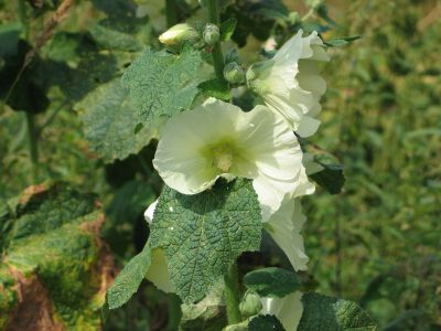 white flowered mallow